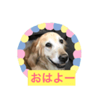 ねこねこいぬ（個別スタンプ：8）