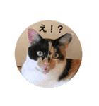 ねこねこいぬ（個別スタンプ：9）