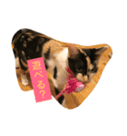 ねこねこいぬ（個別スタンプ：10）