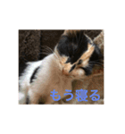 ねこねこいぬ（個別スタンプ：11）
