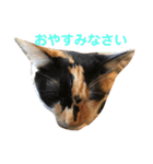 ねこねこいぬ（個別スタンプ：12）