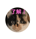 ねこねこいぬ（個別スタンプ：13）