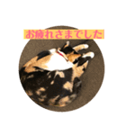 ねこねこいぬ（個別スタンプ：14）