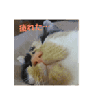 ねこねこいぬ（個別スタンプ：15）