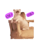 保護猫COCO君の日常（個別スタンプ：1）