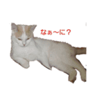 保護猫COCO君の日常（個別スタンプ：2）