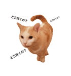保護猫COCO君の日常（個別スタンプ：4）