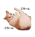 保護猫COCO君の日常（個別スタンプ：6）