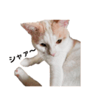 保護猫COCO君の日常（個別スタンプ：7）