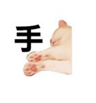 保護猫COCO君の日常（個別スタンプ：8）