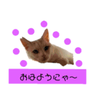 保護猫COCO君の日常（個別スタンプ：10）