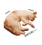 保護猫COCO君の日常（個別スタンプ：11）