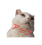 保護猫COCO君の日常（個別スタンプ：12）