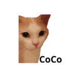 保護猫COCO君の日常（個別スタンプ：13）