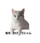 保護猫COCO君の日常（個別スタンプ：14）