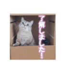 使いやすい！つくね＆もぐらスタンプ（個別スタンプ：1）
