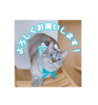 使いやすい！つくね＆もぐらスタンプ（個別スタンプ：2）