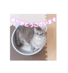 使いやすい！つくね＆もぐらスタンプ（個別スタンプ：3）