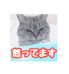 使いやすい！つくね＆もぐらスタンプ（個別スタンプ：6）