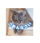 使いやすい！つくね＆もぐらスタンプ（個別スタンプ：7）