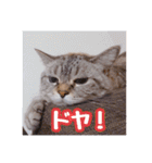 使いやすい！つくね＆もぐらスタンプ（個別スタンプ：9）
