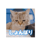 使いやすい！つくね＆もぐらスタンプ（個別スタンプ：10）