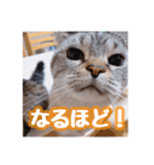 使いやすい！つくね＆もぐらスタンプ（個別スタンプ：11）