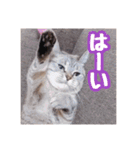 使いやすい！つくね＆もぐらスタンプ（個別スタンプ：12）