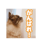 使いやすい！つくね＆もぐらスタンプ（個別スタンプ：13）