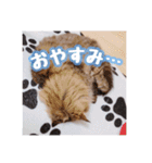 使いやすい！つくね＆もぐらスタンプ（個別スタンプ：15）