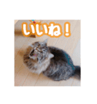 使いやすい！つくね＆もぐらスタンプ（個別スタンプ：16）