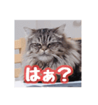 使いやすい！つくね＆もぐらスタンプ（個別スタンプ：17）