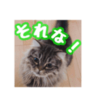 使いやすい！つくね＆もぐらスタンプ（個別スタンプ：19）