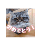 使いやすい！つくね＆もぐらスタンプ（個別スタンプ：20）
