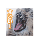 使いやすい！つくね＆もぐらスタンプ（個別スタンプ：22）