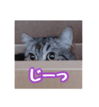 使いやすい！つくね＆もぐらスタンプ（個別スタンプ：23）