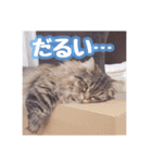 使いやすい！つくね＆もぐらスタンプ（個別スタンプ：24）