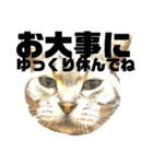 気ままな猫達7だよ（個別スタンプ：11）