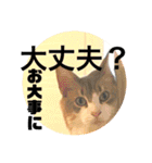 気ままな猫達7だよ（個別スタンプ：12）