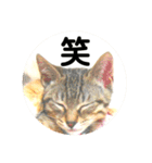 気ままな猫達7だよ（個別スタンプ：31）