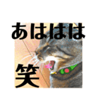 気ままな猫達7だよ（個別スタンプ：34）