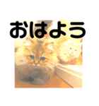 気ままな猫達7だよ（個別スタンプ：37）