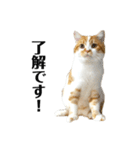ふわふわ猫「みろ」（個別スタンプ：1）