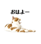 ふわふわ猫「みろ」（個別スタンプ：3）