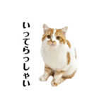 ふわふわ猫「みろ」（個別スタンプ：6）