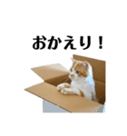ふわふわ猫「みろ」（個別スタンプ：8）
