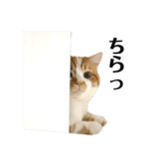 ふわふわ猫「みろ」（個別スタンプ：9）