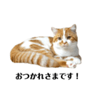 ふわふわ猫「みろ」（個別スタンプ：11）