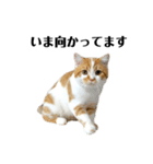 ふわふわ猫「みろ」（個別スタンプ：13）