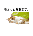ふわふわ猫「みろ」（個別スタンプ：14）